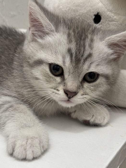 Шотландски котенца