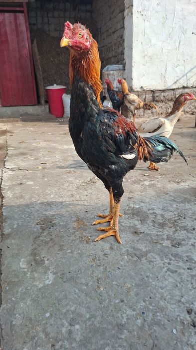 Дәкәндәр сатылады