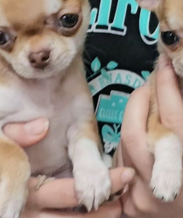 Мини чихуашки- оленятки