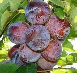 prune de vanzare