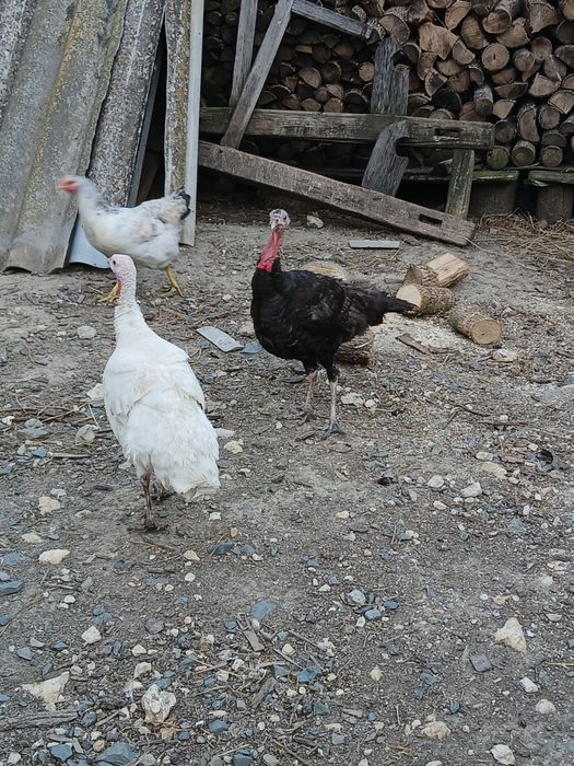 Vând doua curci de casă