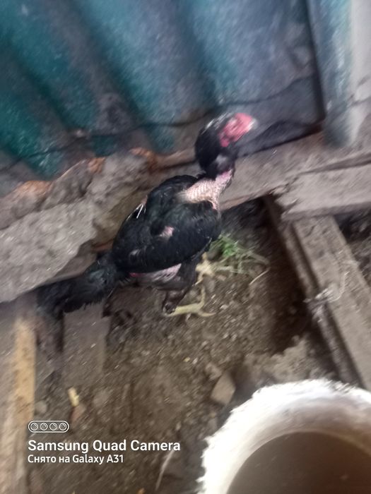 Продам  2 дакана