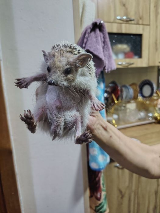 Ёжик  боқадигонларга