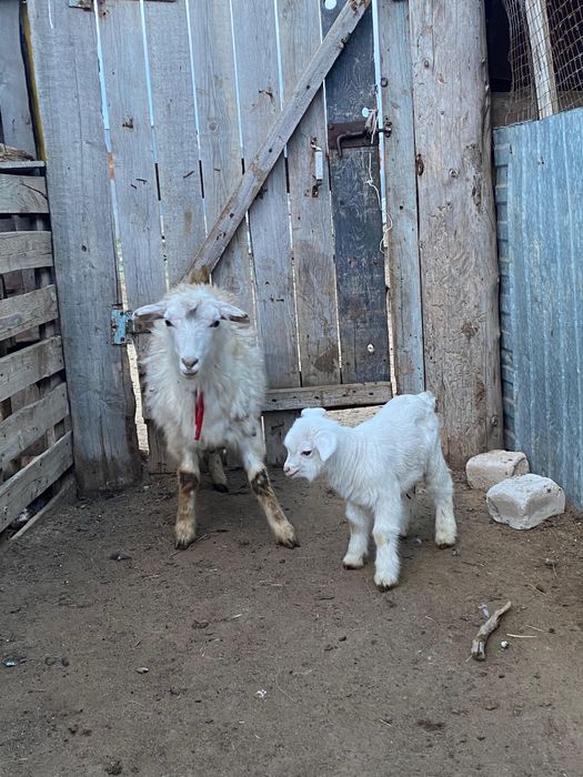 Ешкілер лағымен сатылады