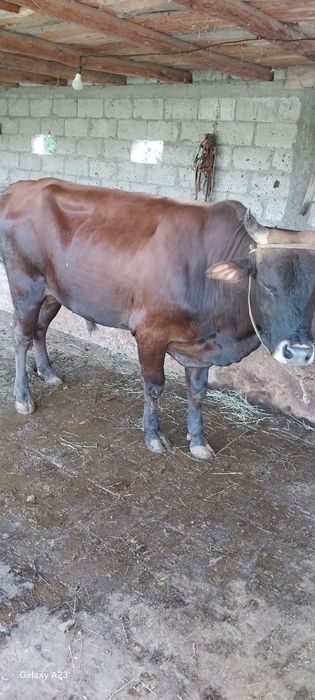 Buqa va gʻunojin sotiladi 25mlndan 8.5 oylik bugʻoz jondor tumanida 93