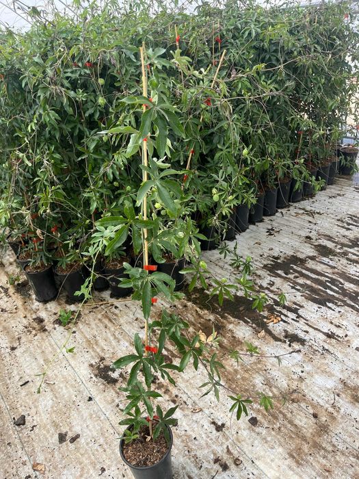 Пасифлора синя и бяла