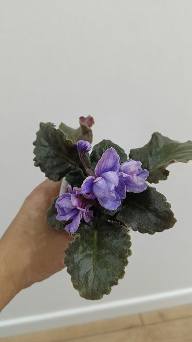 Фиалка безымяшка