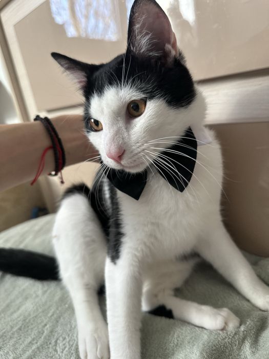 Simpaticul isi cauta o familie