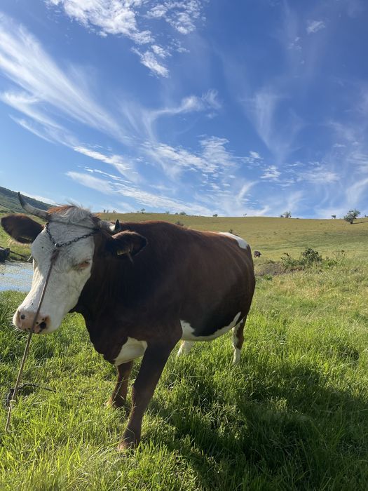 Vaca baltata romaneasca gestanta in luna a noua