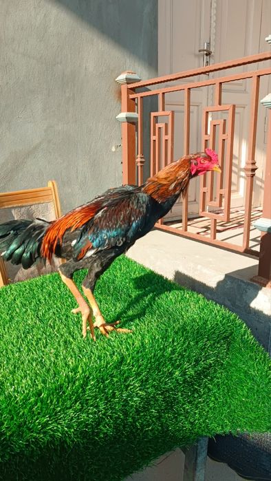 Dakan joja xoroz sotiladi