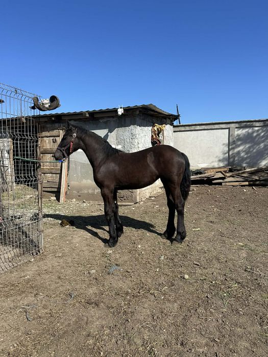 Vand Manza Frizian !!