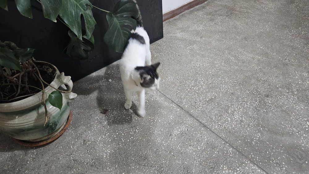 De adoptat motan bland varsta 1 an