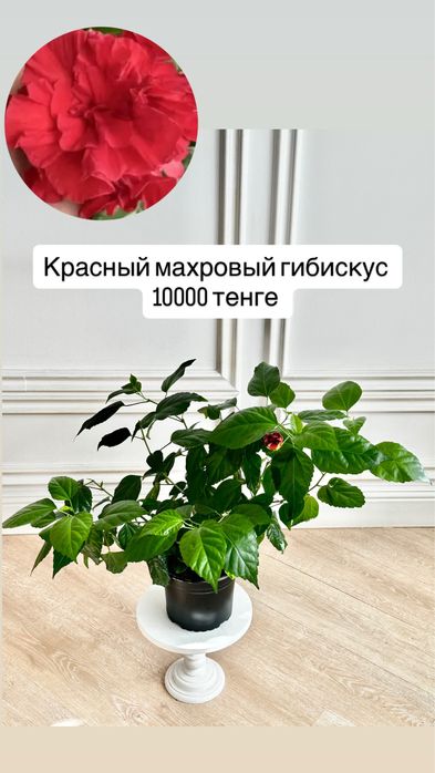 Махровый гибискус (китайская роза)