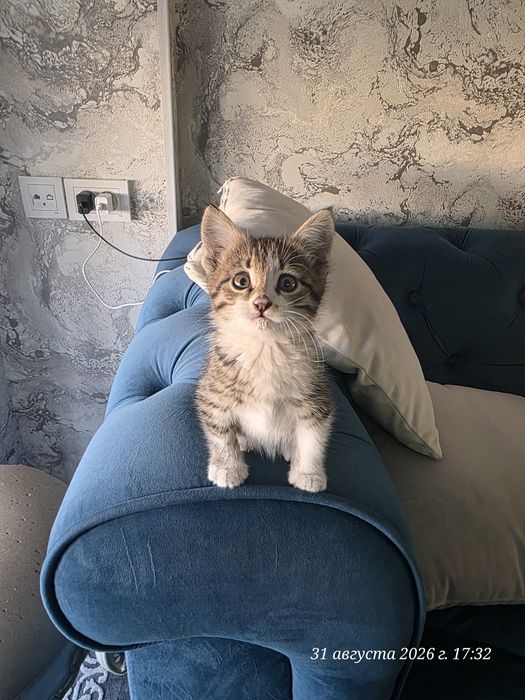 Котёнок девочка 1.5 месяцев