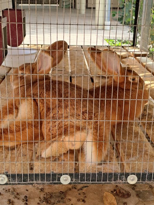 Quyon Zoti Burgund toza qon !