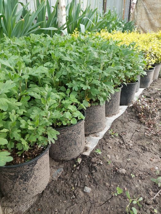 Хризантемы кустовые бордюрные