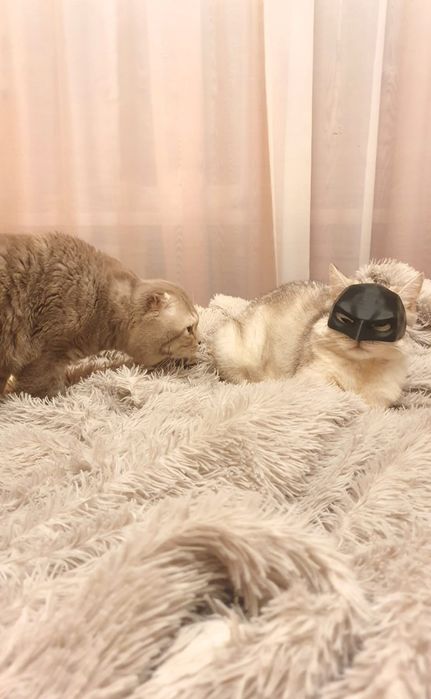 Ищем невесту для ДОСТОЙНОГО кота!