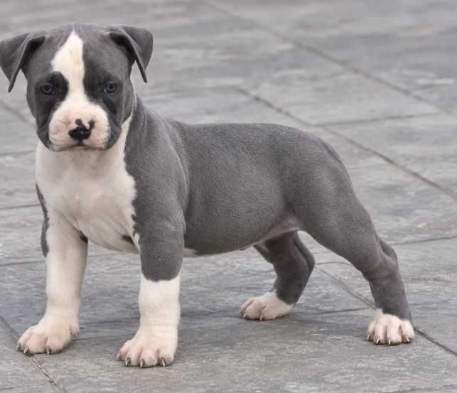 Pui amstaff are 4 luni este fata