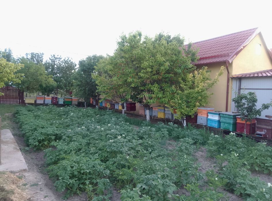 Vând famili de albine