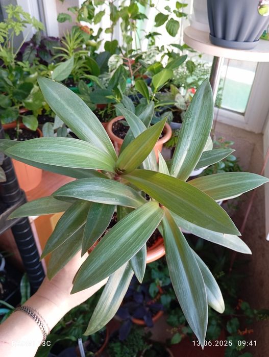 Продам комнатные растения