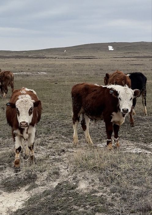 13 бас бұқа сатылады