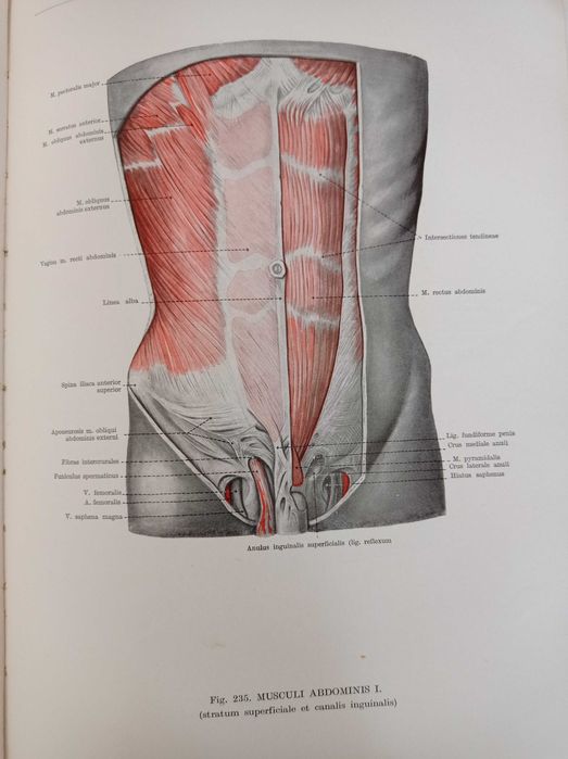Анатомически атлас