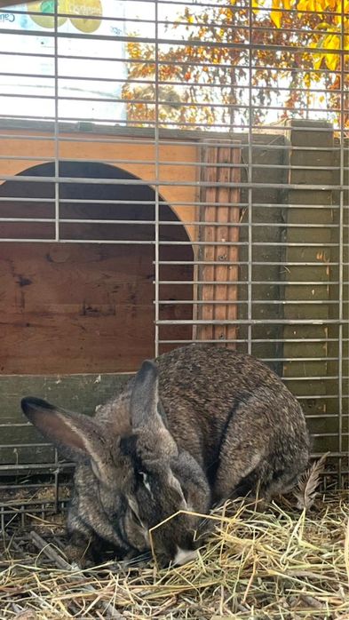 Продам кролика 10 месяцев