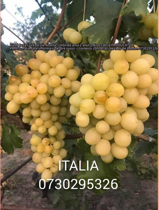 Butași viță de vie Altoită direct de la PRODUCĂTOR