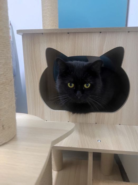 Кот Зевс в поиске дома