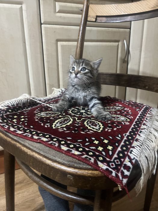 Отдадим в хорошие руки котят