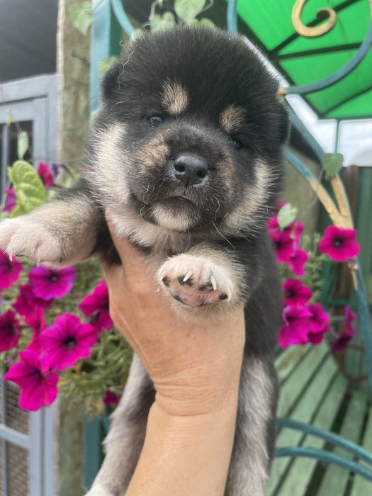 Замечательные щенки японской сибы