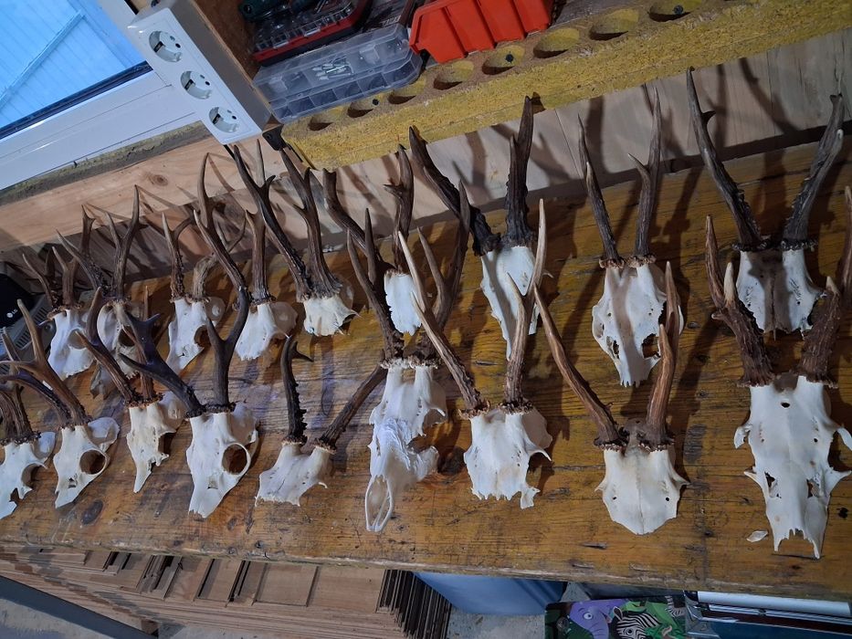 Trofee  pentru capra anul nou caprior