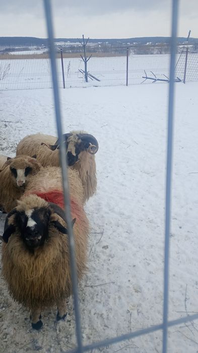 Berbec rasa pt reproductie