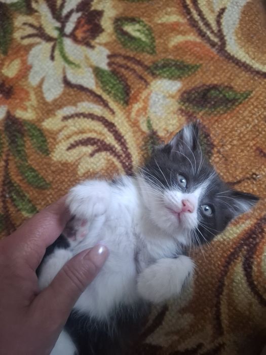 Отдам хорошие руки котёнка