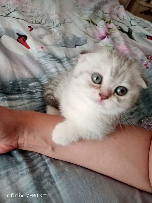 Mushuk bolasi sotiladi/Продаётся котенок