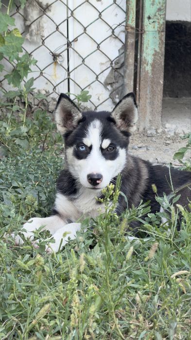 Хаски, 3 месяца, без документов