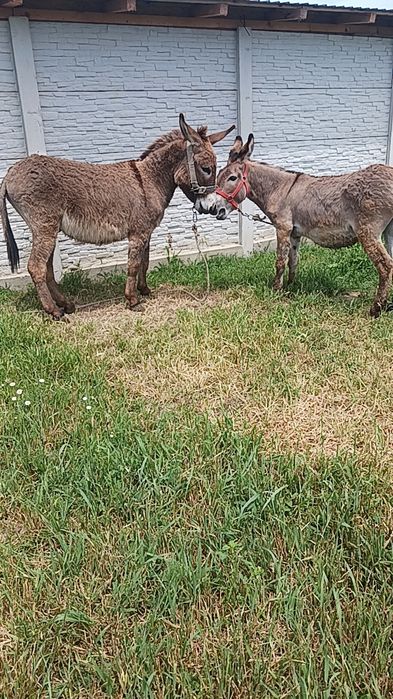 Vand 2 magari armăsari