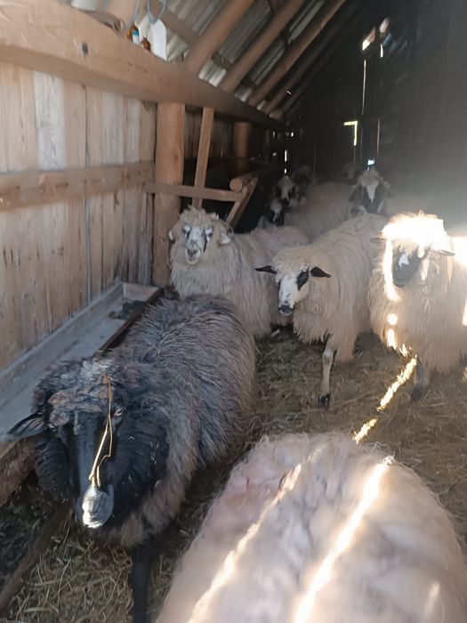 Vind 3 sau 4 oi bune