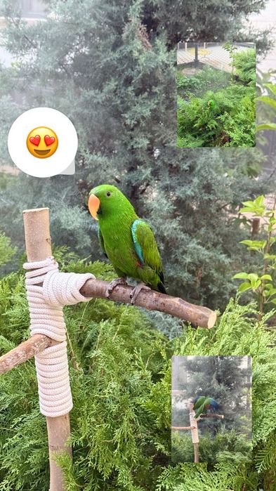 Продается благородный  эклектус