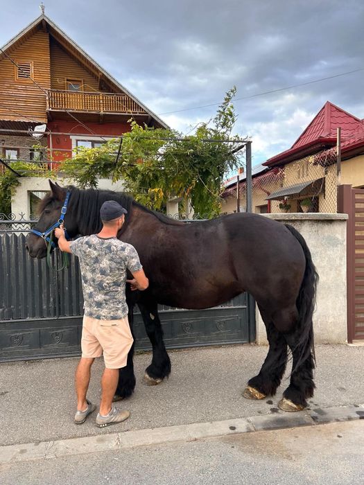 Iapă ardeneza 4 ani