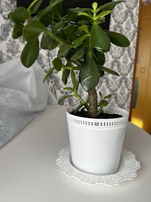 Продам денежное дерево ( толстянка)