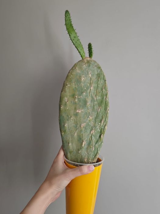 орхидея, сингониум, каланхоэ