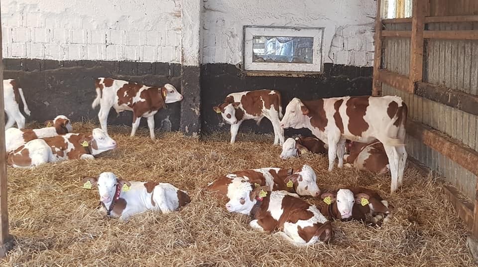 Vand vitei sugari si intarcati