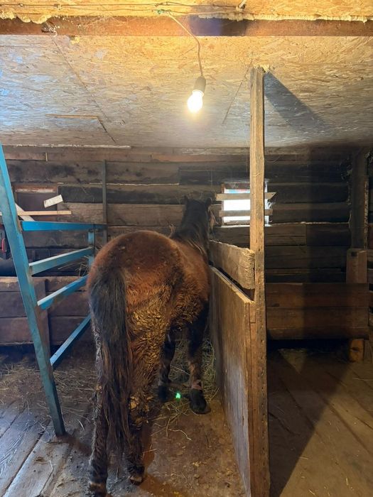 Семіз тай сатылымда