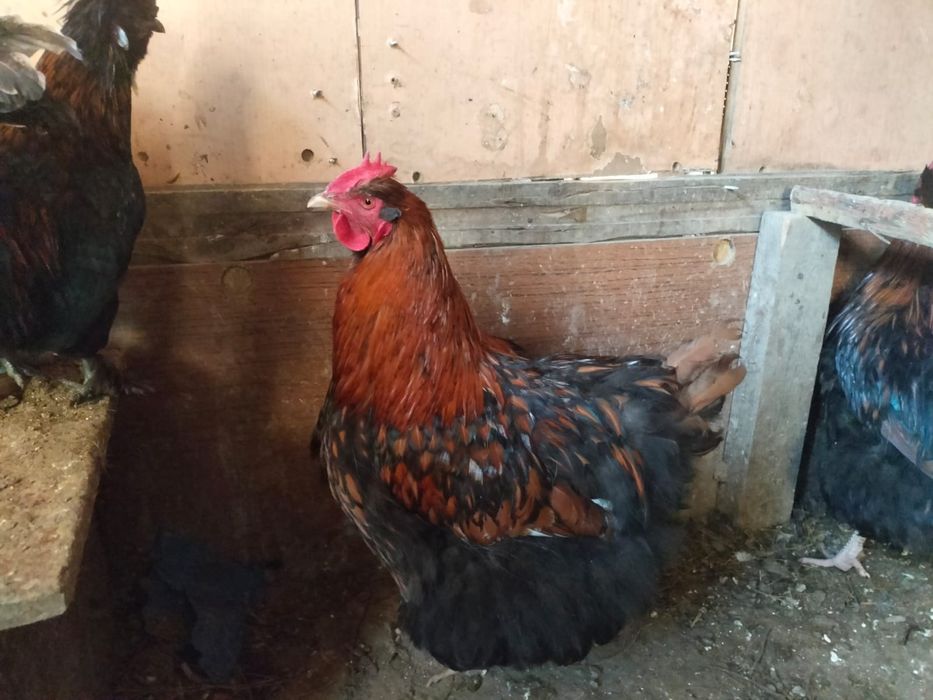 Продается Оркпинток петух