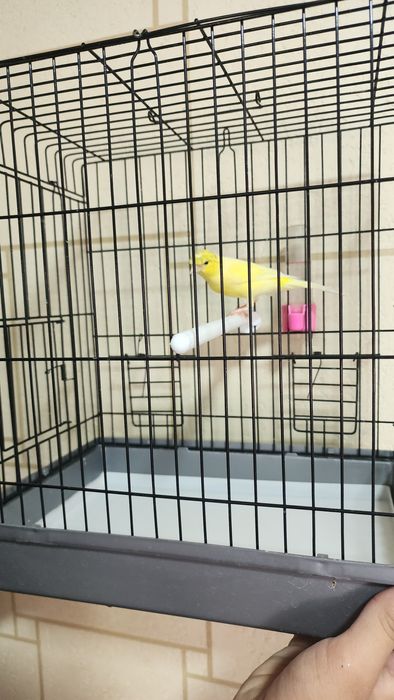 Канарейка сотилади