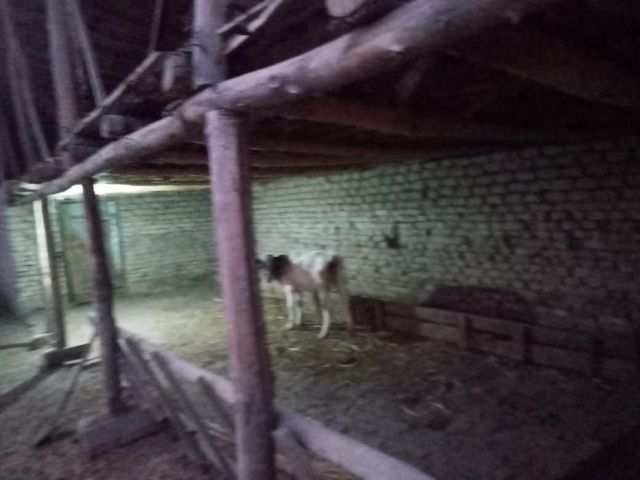 Уй сотилади Ўрта Чирчик туманида