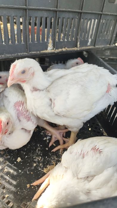 Подрощенная птица!