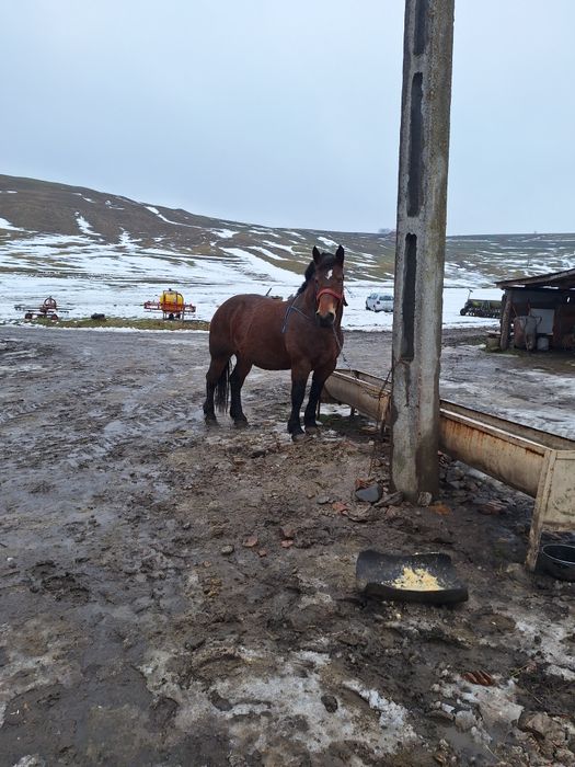 Vând o iapa de 4 ani in primavara gestantă in 8 luni