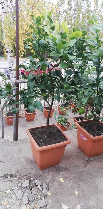 Лимони. Лимонови дръвчета - собствено производство